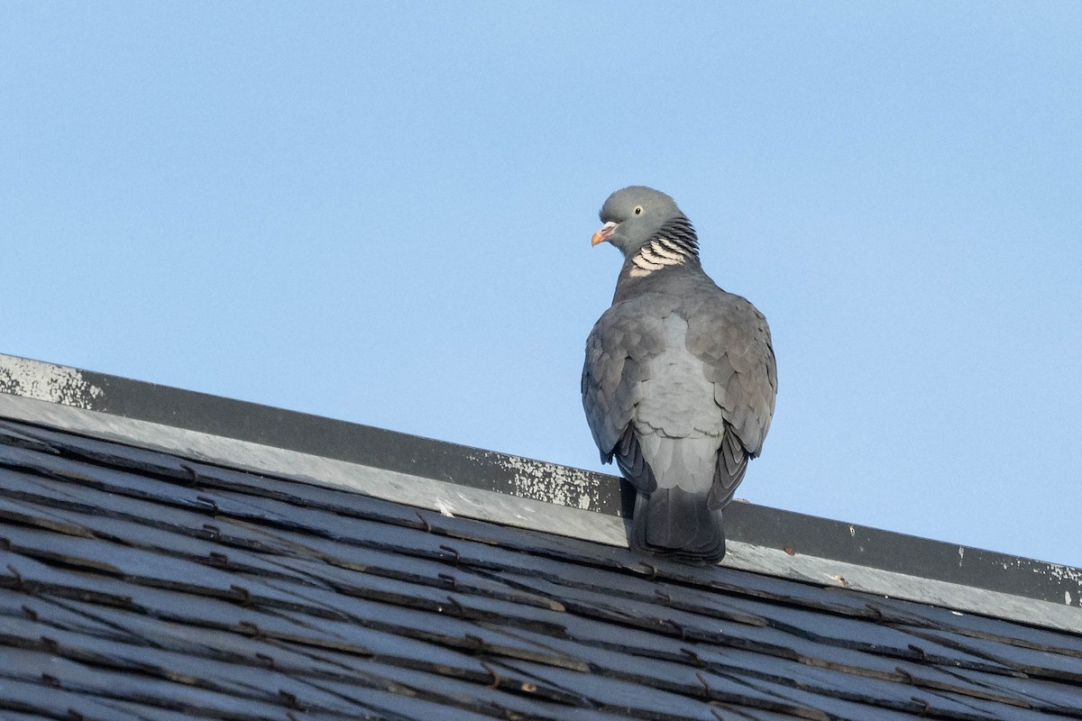 Common Wood-Pigeon - Mauricio Garcia-Ramos