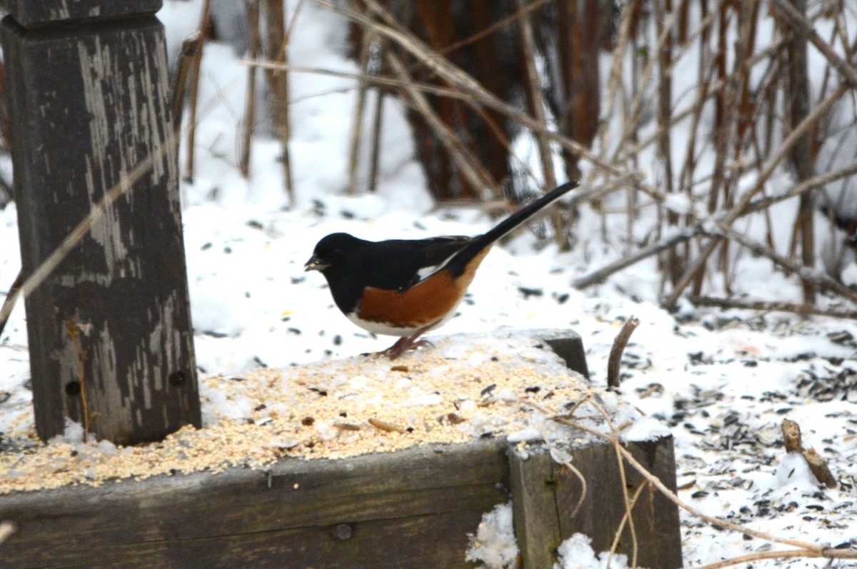 Eastern Towhee - Steve Mierzykowski