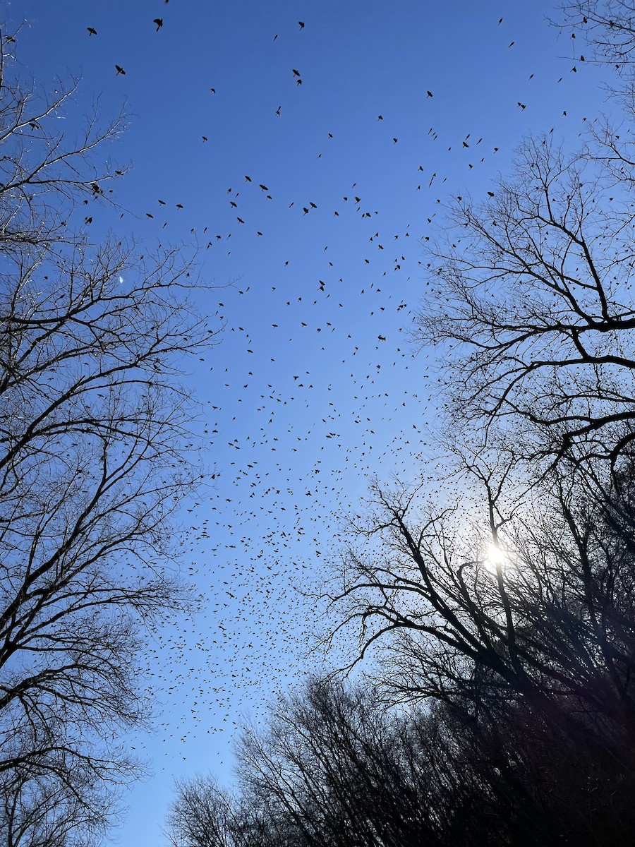 Common Grackle - ML612035508