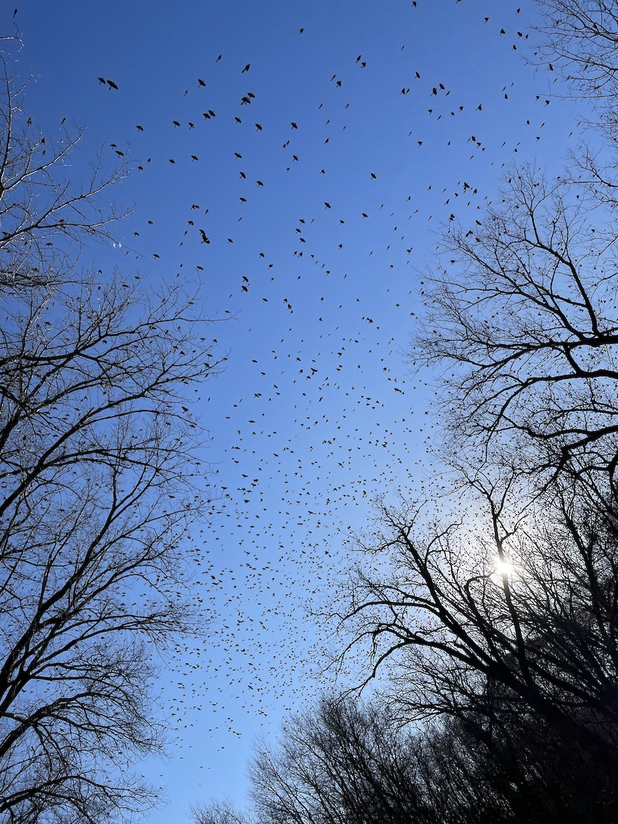 Common Grackle - ML612035509