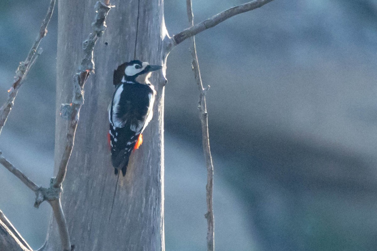 Great Spotted Woodpecker - Mauricio Garcia-Ramos