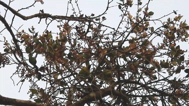 Golden-fronted Leafbird - ML612035521