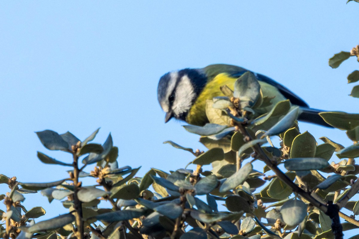 Eurasian Blue Tit - Mauricio Garcia-Ramos