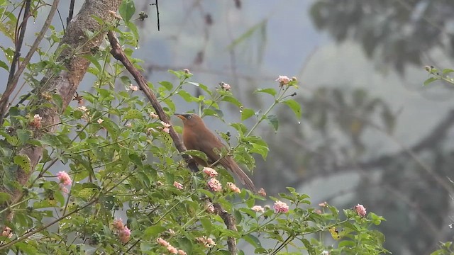 Orangebauch-Drosselhäherling - ML612035535