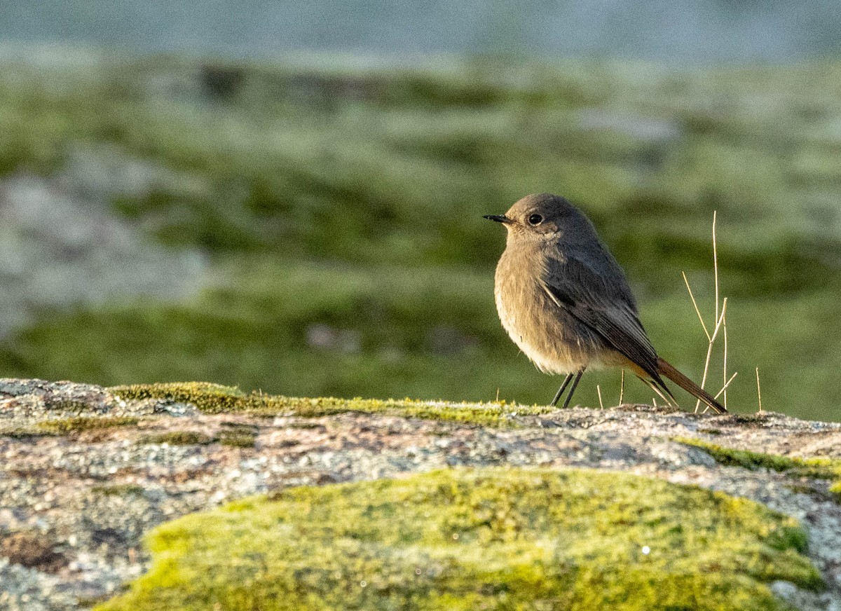 Black Redstart - ML612035553