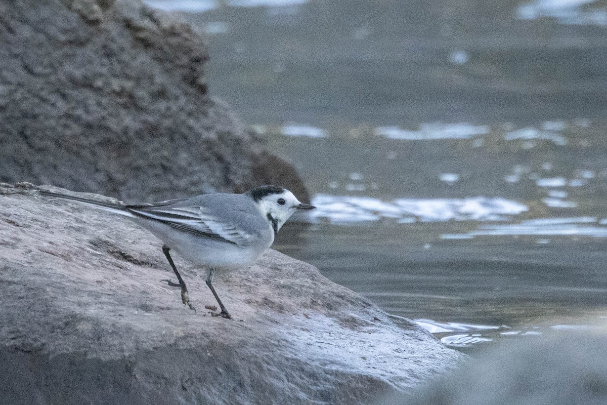 White Wagtail - Mauricio Garcia-Ramos