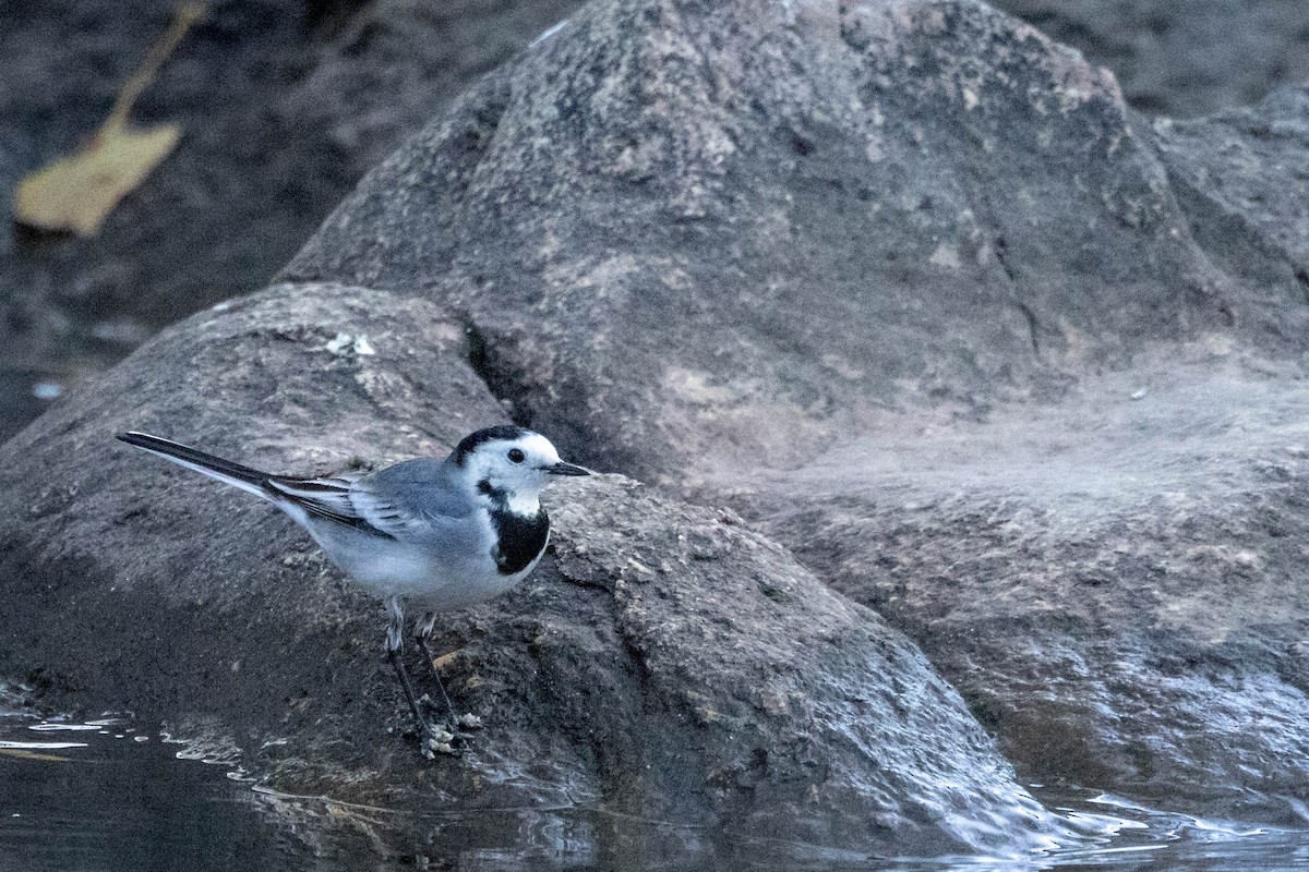 White Wagtail - Mauricio Garcia-Ramos