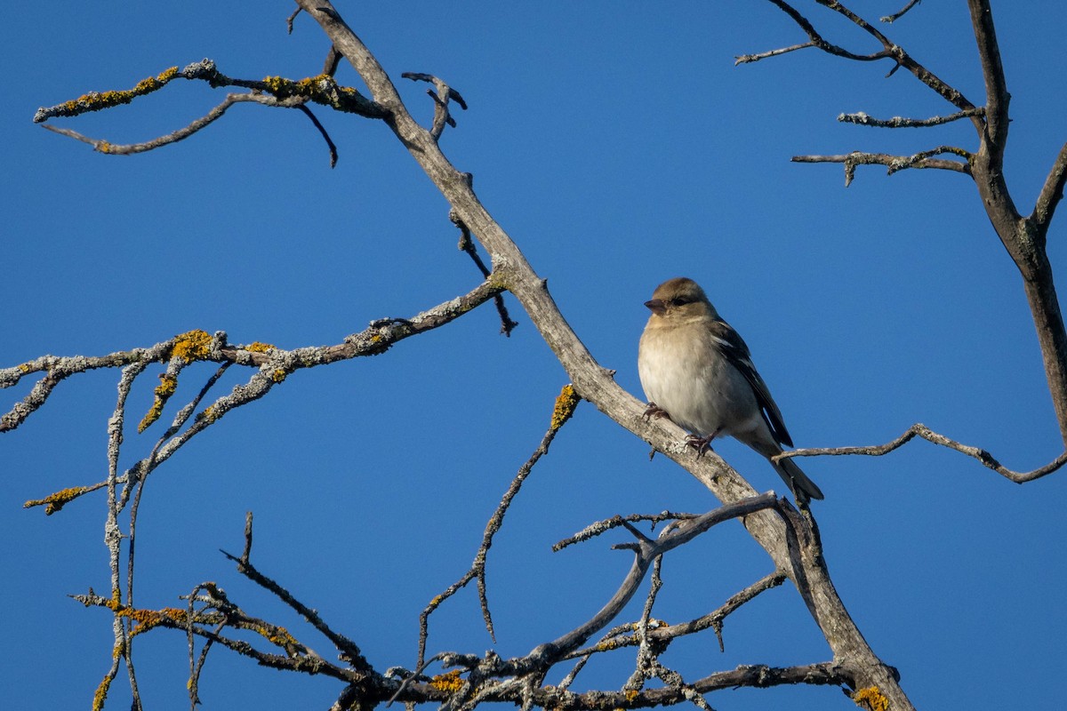 Common Chaffinch - Mauricio Garcia-Ramos