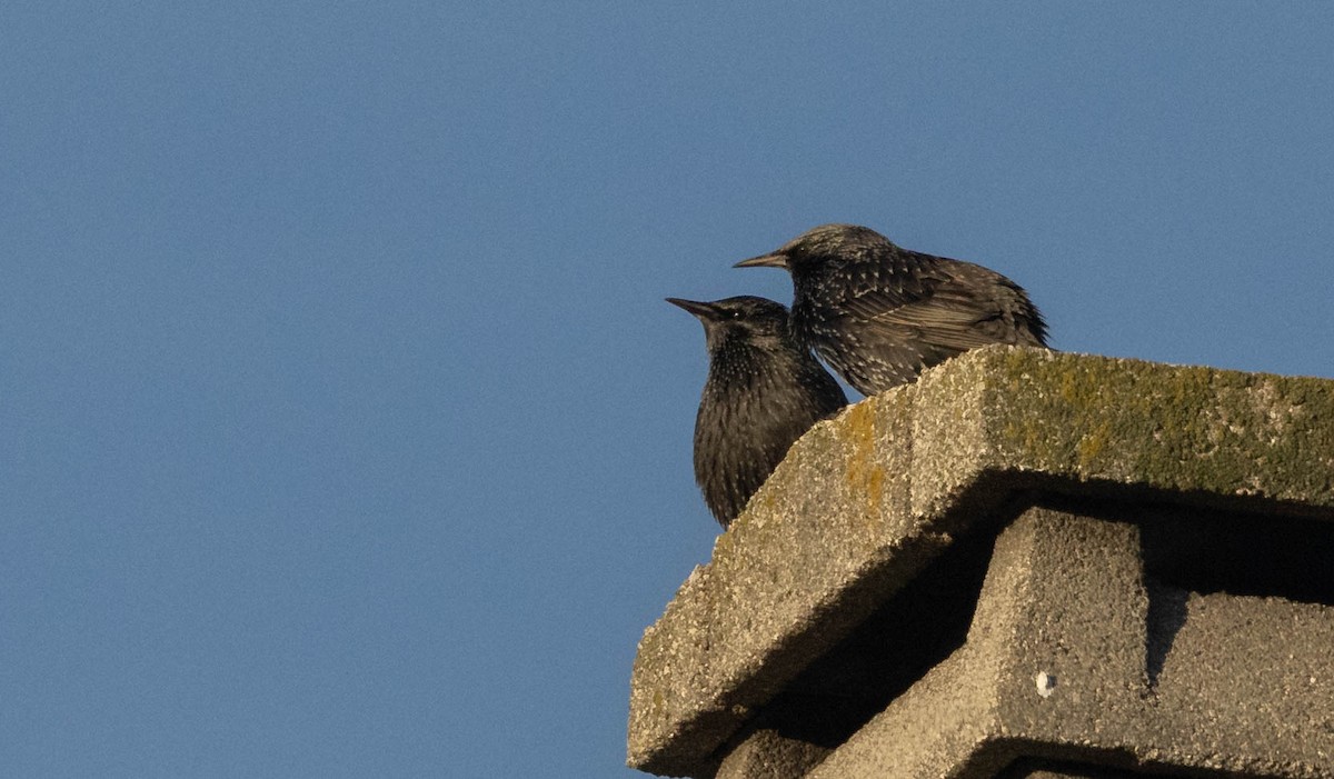 Spotless Starling - ML612035565