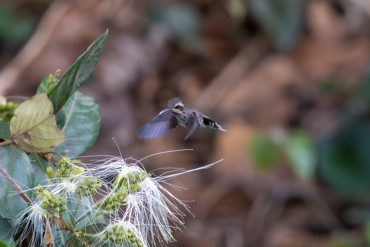 Длиннохвостый колибри-отшельник - ML612035614