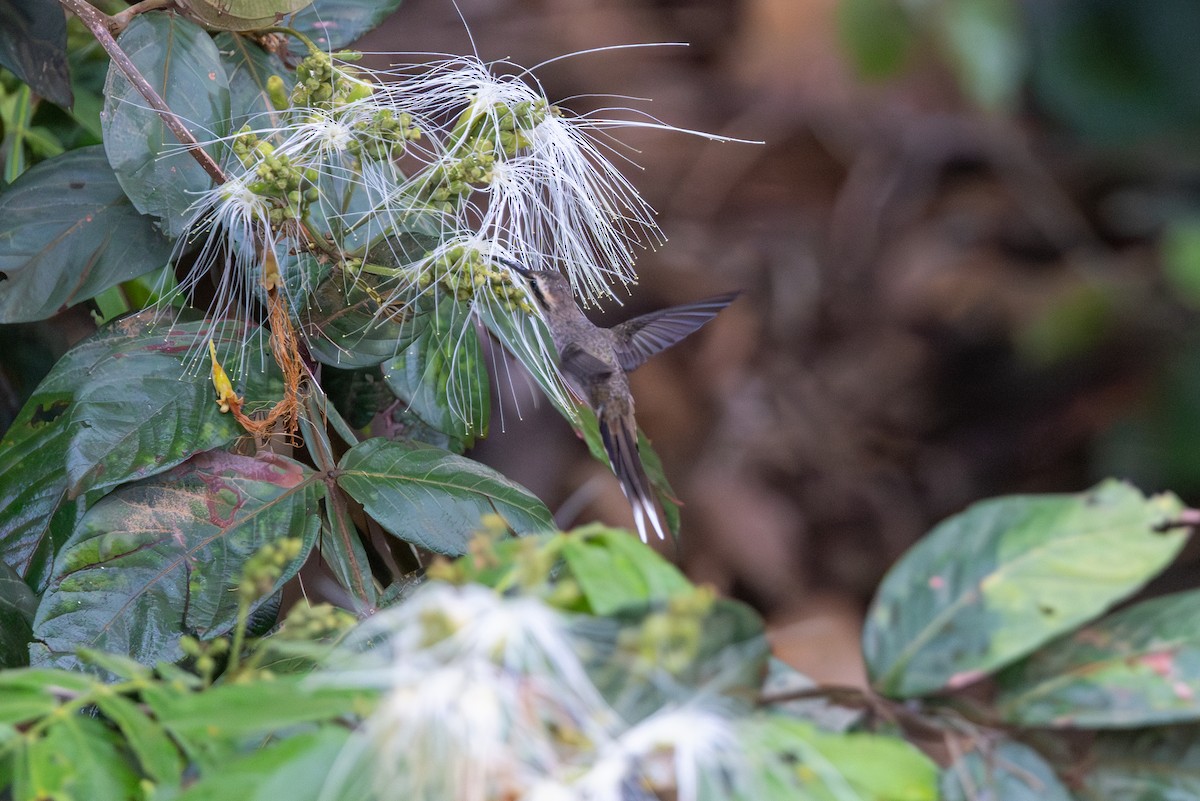 Long-tailed Hermit - ML612035617