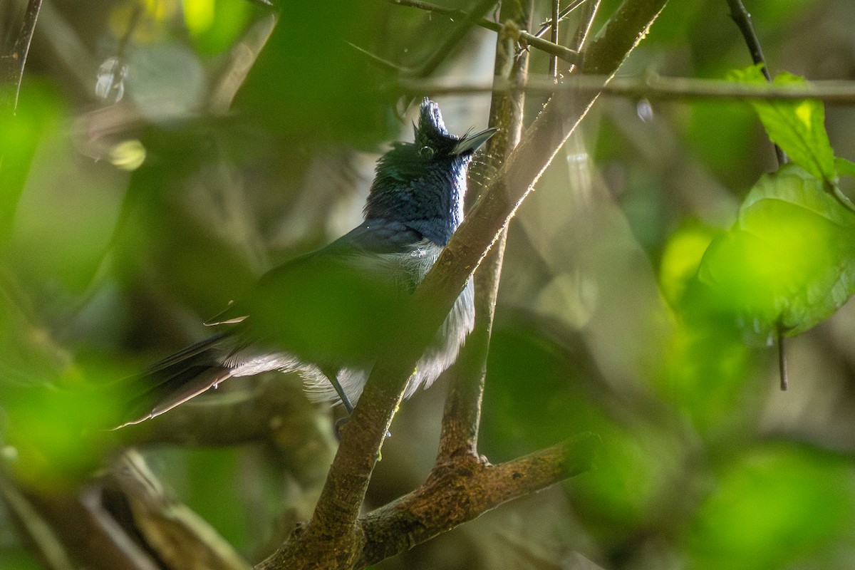 Blue-headed Crested Flycatcher - Phil Chaon