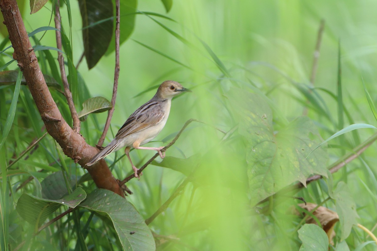 Coastal Cisticola - Ohad Sherer