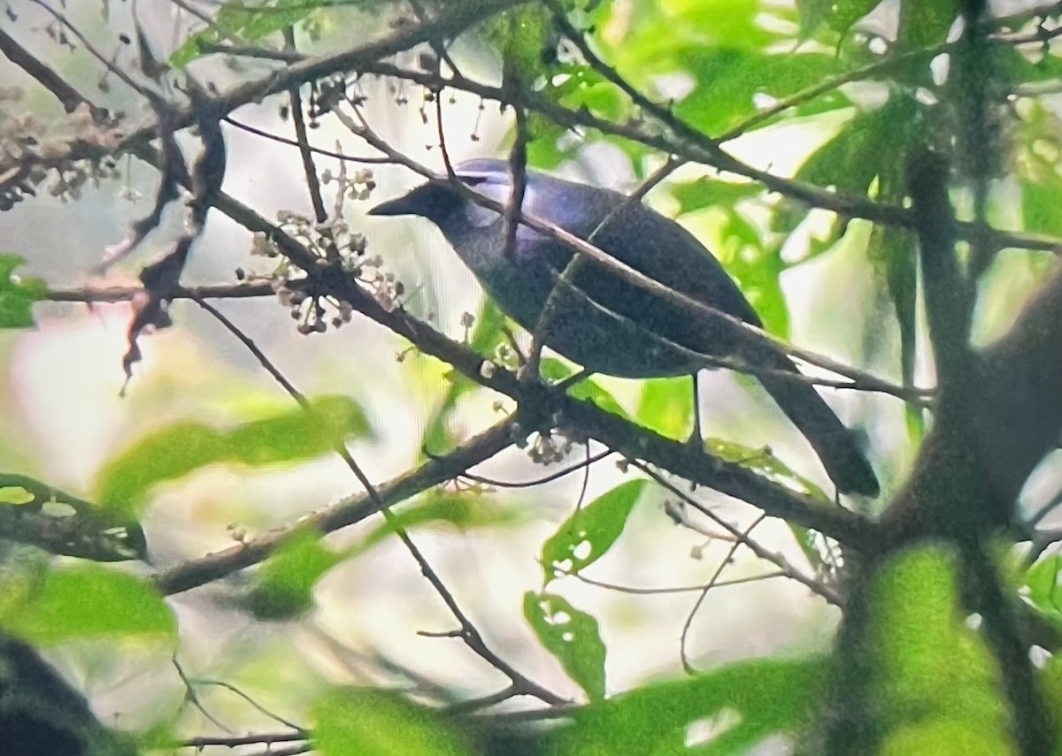 Gray Laughingthrush - Philippe Loyoddin