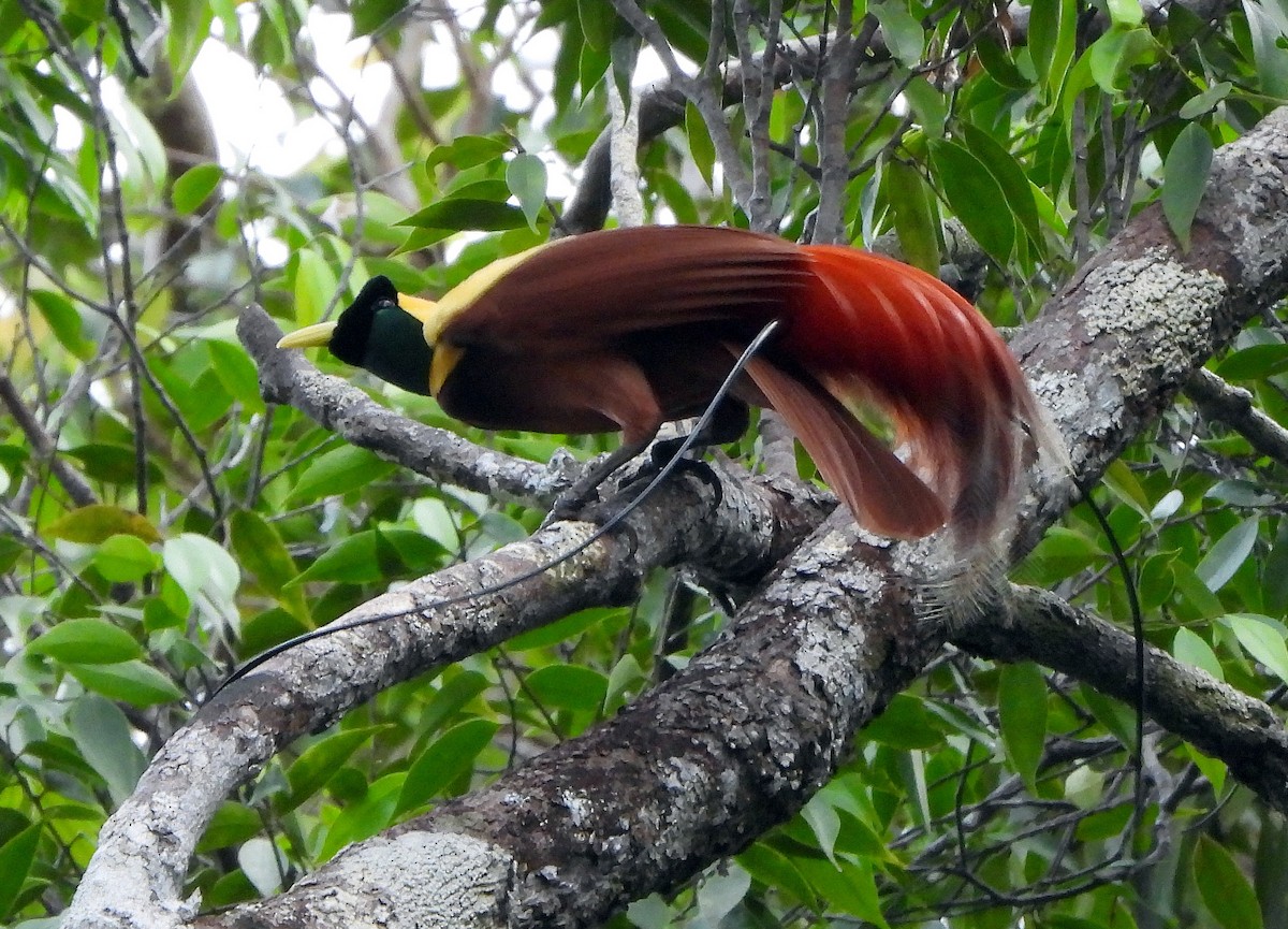 Red Bird-of-Paradise - Klaus Lachenmaier