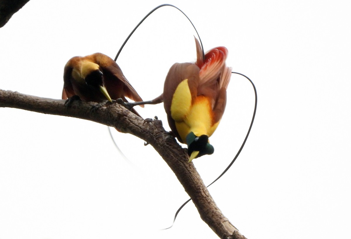 Red Bird-of-Paradise - Klaus Lachenmaier