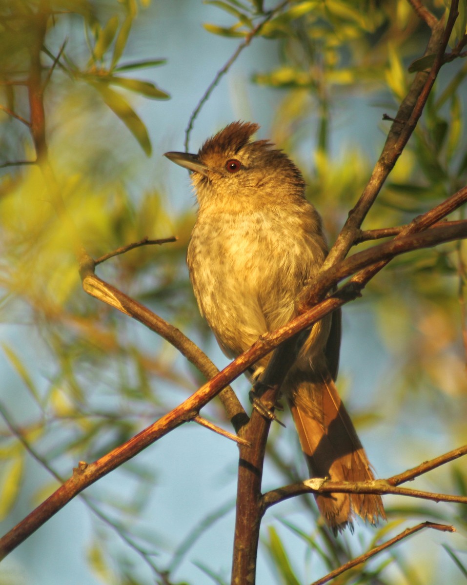 Rufous-capped Antshrike (Southern) - ML612035769