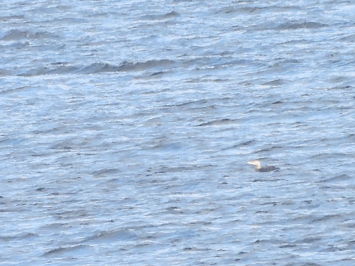 Yellow-billed Loon - ML612035770