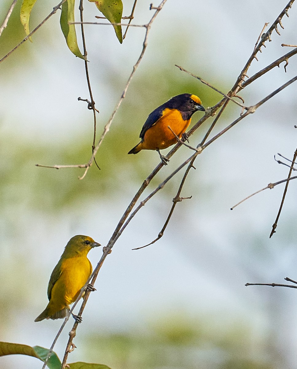 Finsch's Euphonia - Andrew Haffenden