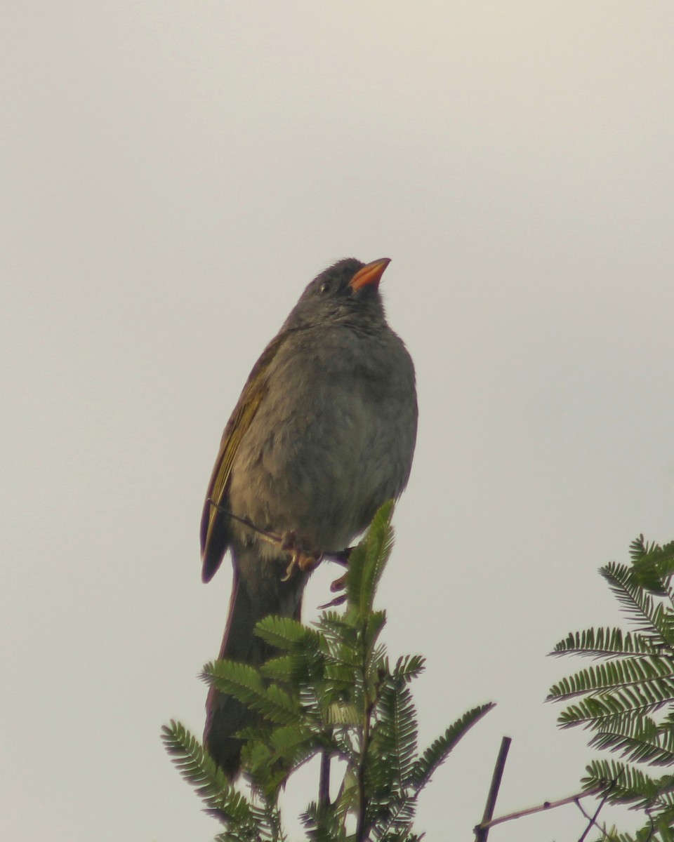 ソウゲンノジコ（platensis） - ML612035860