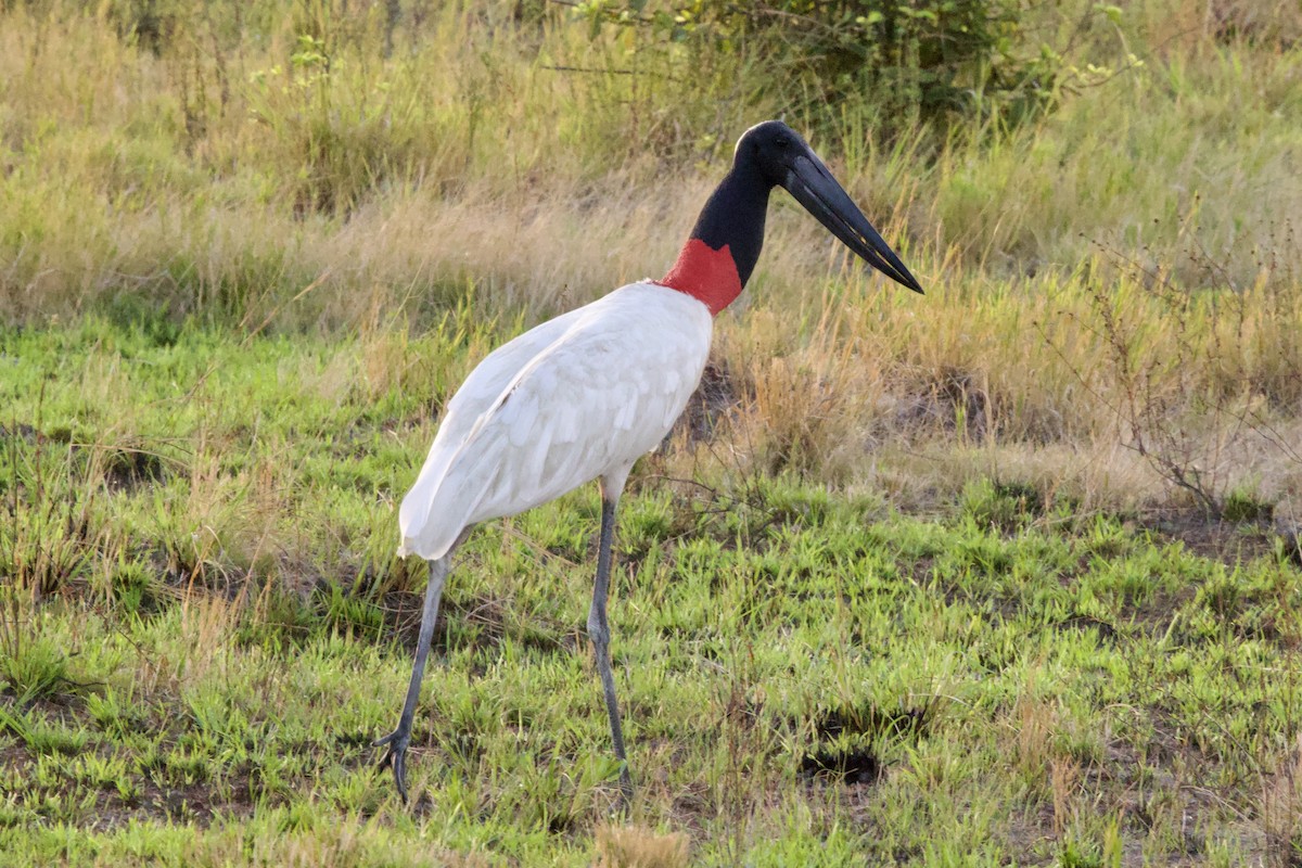 Jabiru - ML612035894