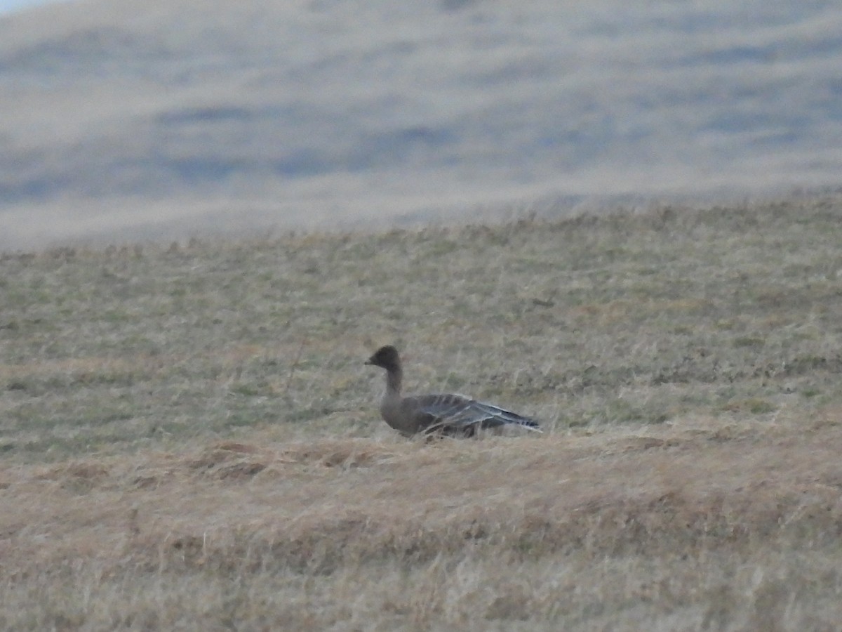 Pink-footed Goose - ML612036080