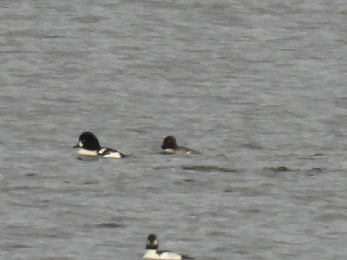 Barrow's Goldeneye - Anonymous