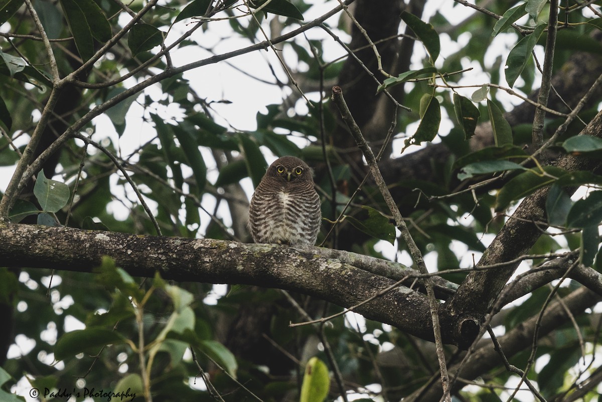 Jungle Owlet - Padmanav Kundu