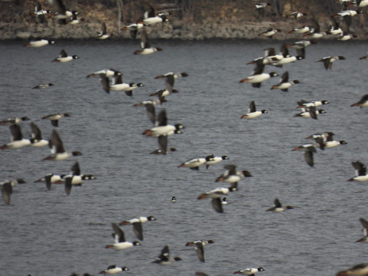 Common Goldeneye - Anonymous