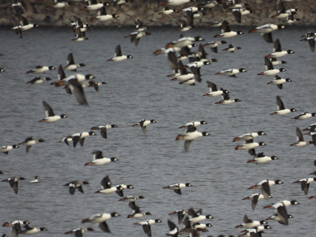 Common Goldeneye - ML612036261