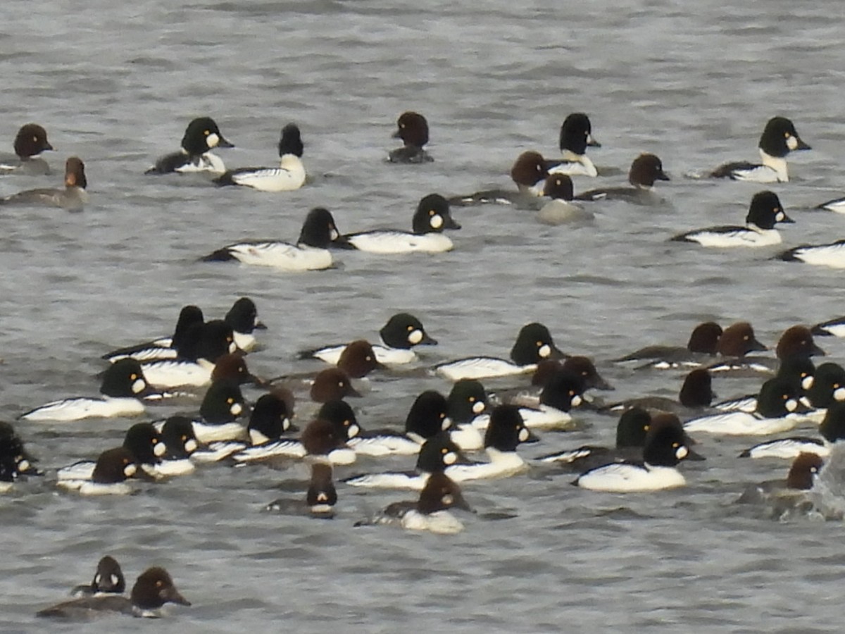 Common Goldeneye - Anonymous