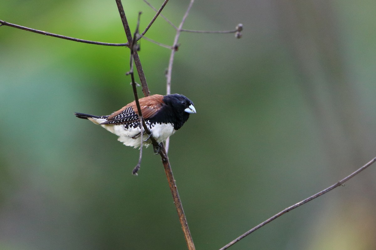 Black-and-white Mannikin (Red-backed) - ML612036272