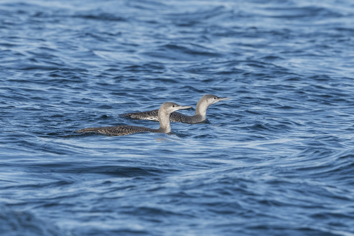 Red-throated Loon - Sally Chisholm