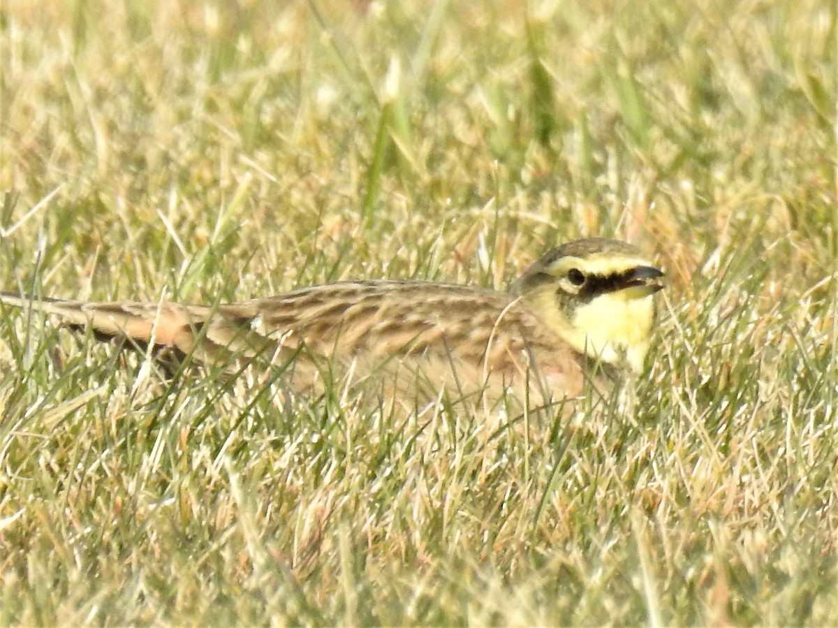 Horned Lark - ML612036387