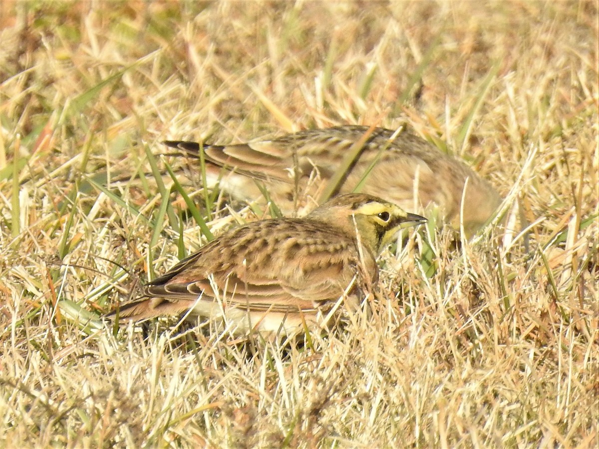 Horned Lark - ML612036389