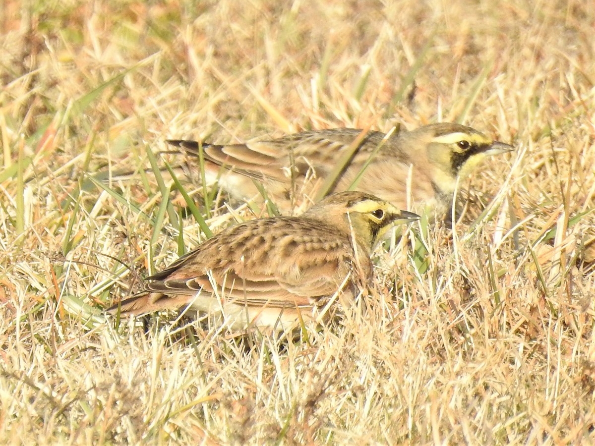 Horned Lark - ML612036390