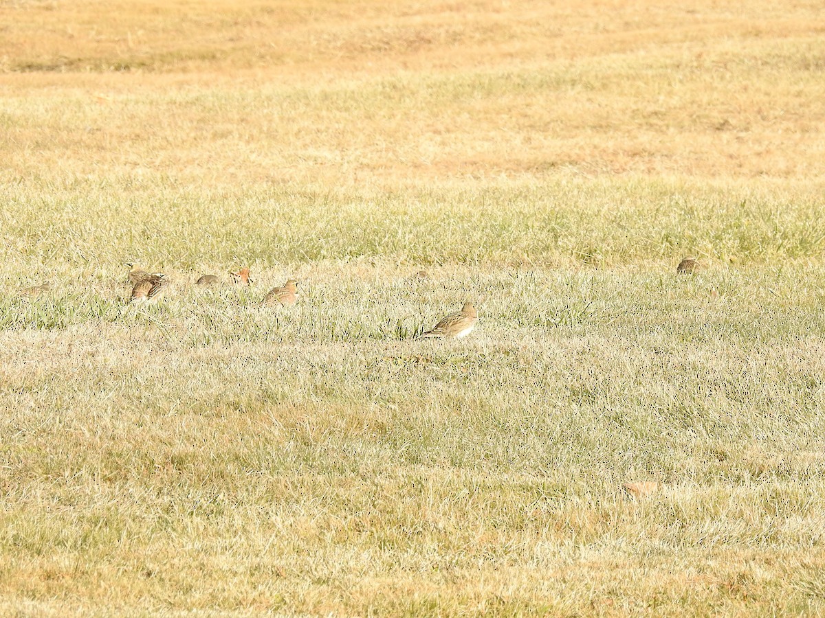 Horned Lark - Dennis S Main