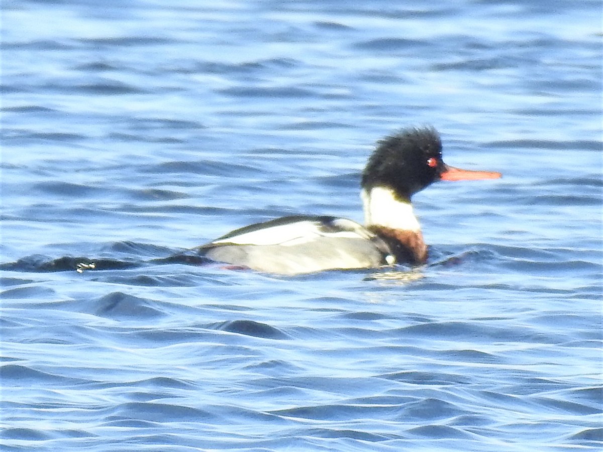 Red-breasted Merganser - ML612036406