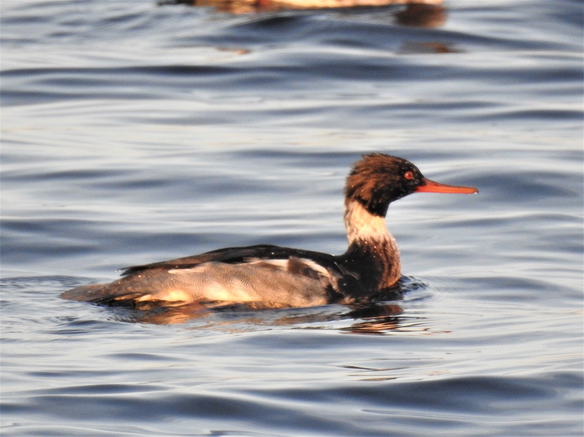 Red-breasted Merganser - ML612036407