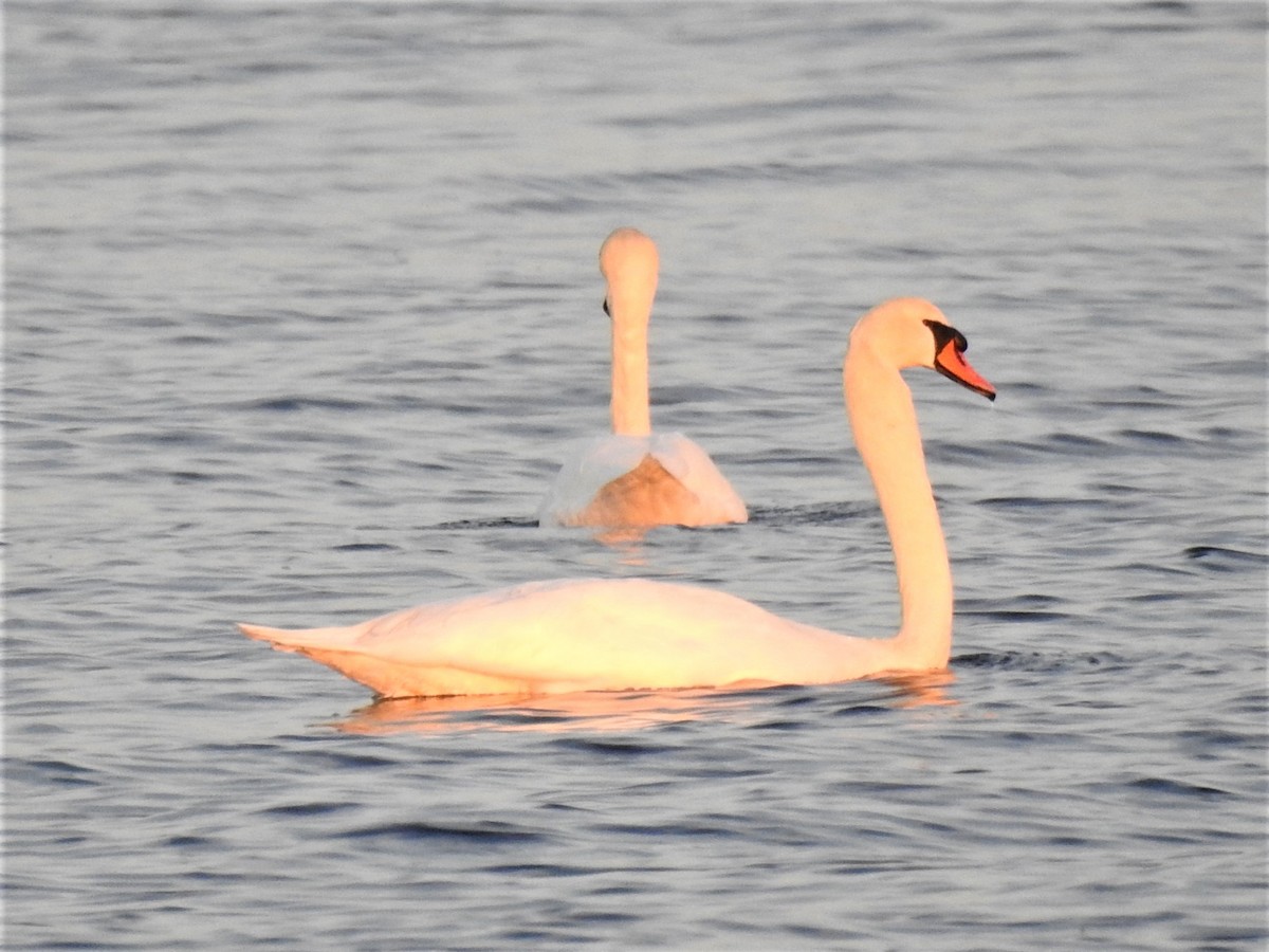 Mute Swan - ML612036408