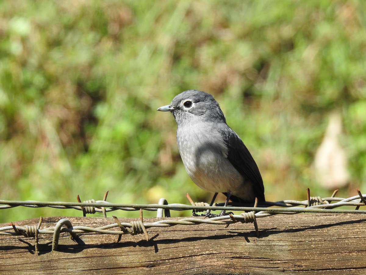 White-eyed Slaty-Flycatcher - ML612036416