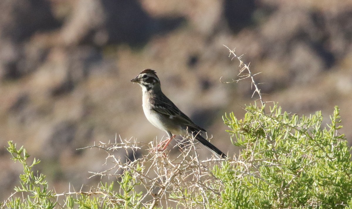 Lark Sparrow - ML612036426