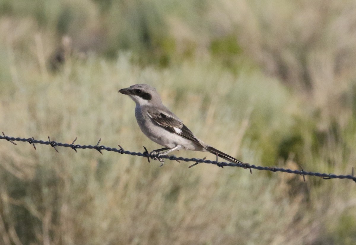 Loggerhead Shrike - ML612036427