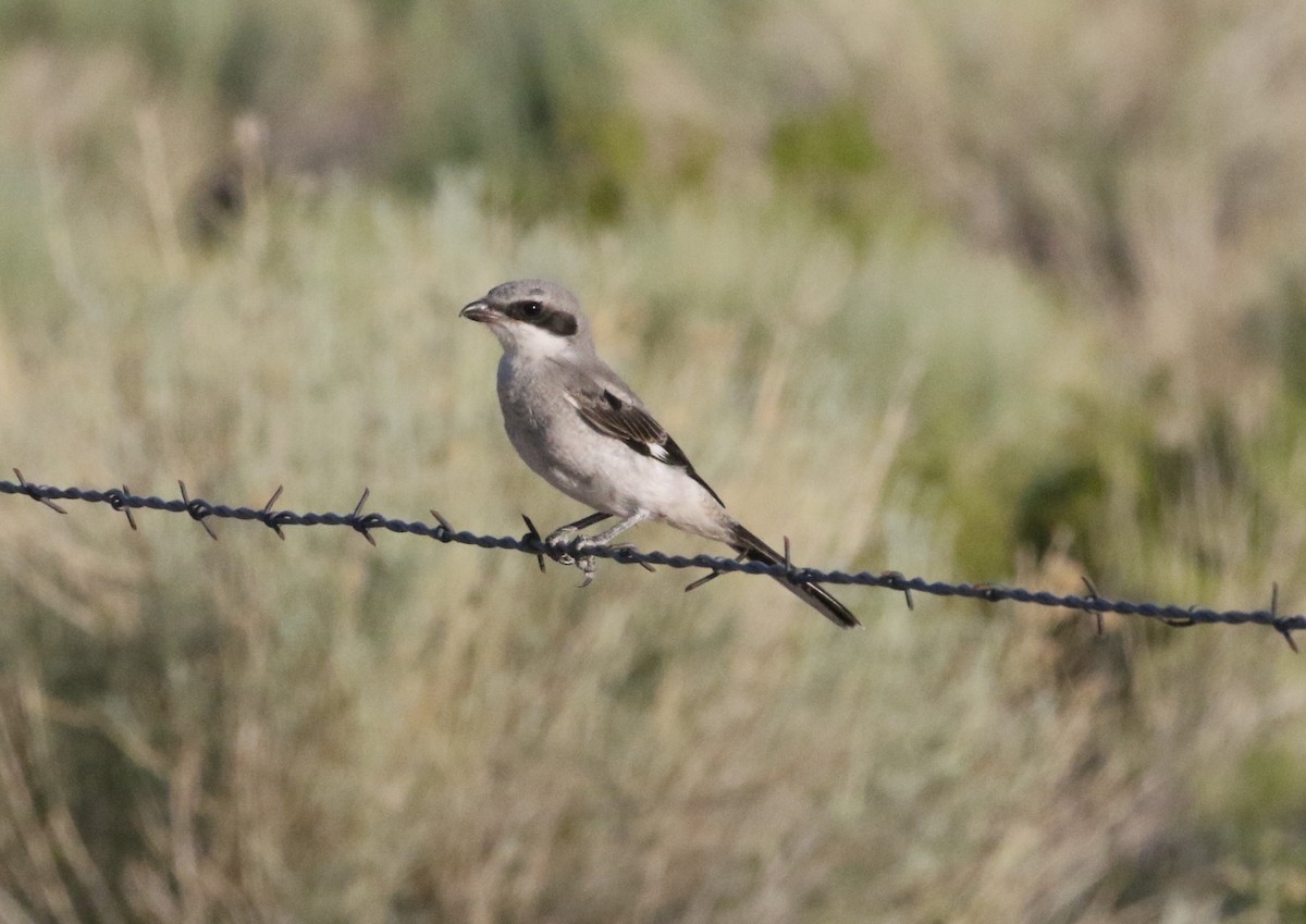 Loggerhead Shrike - ML612036428