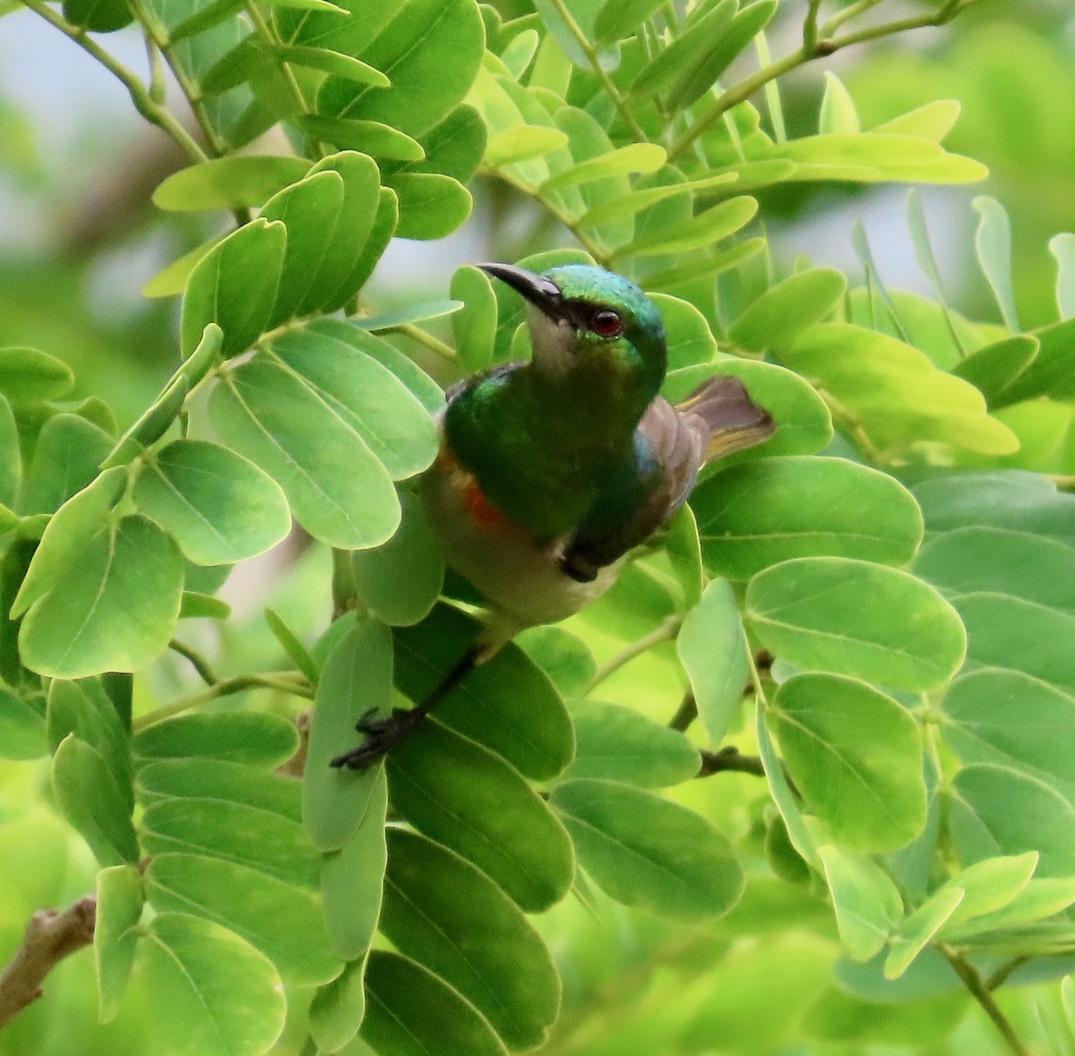 Green Sunbird (Gray-throated) - ML612036482