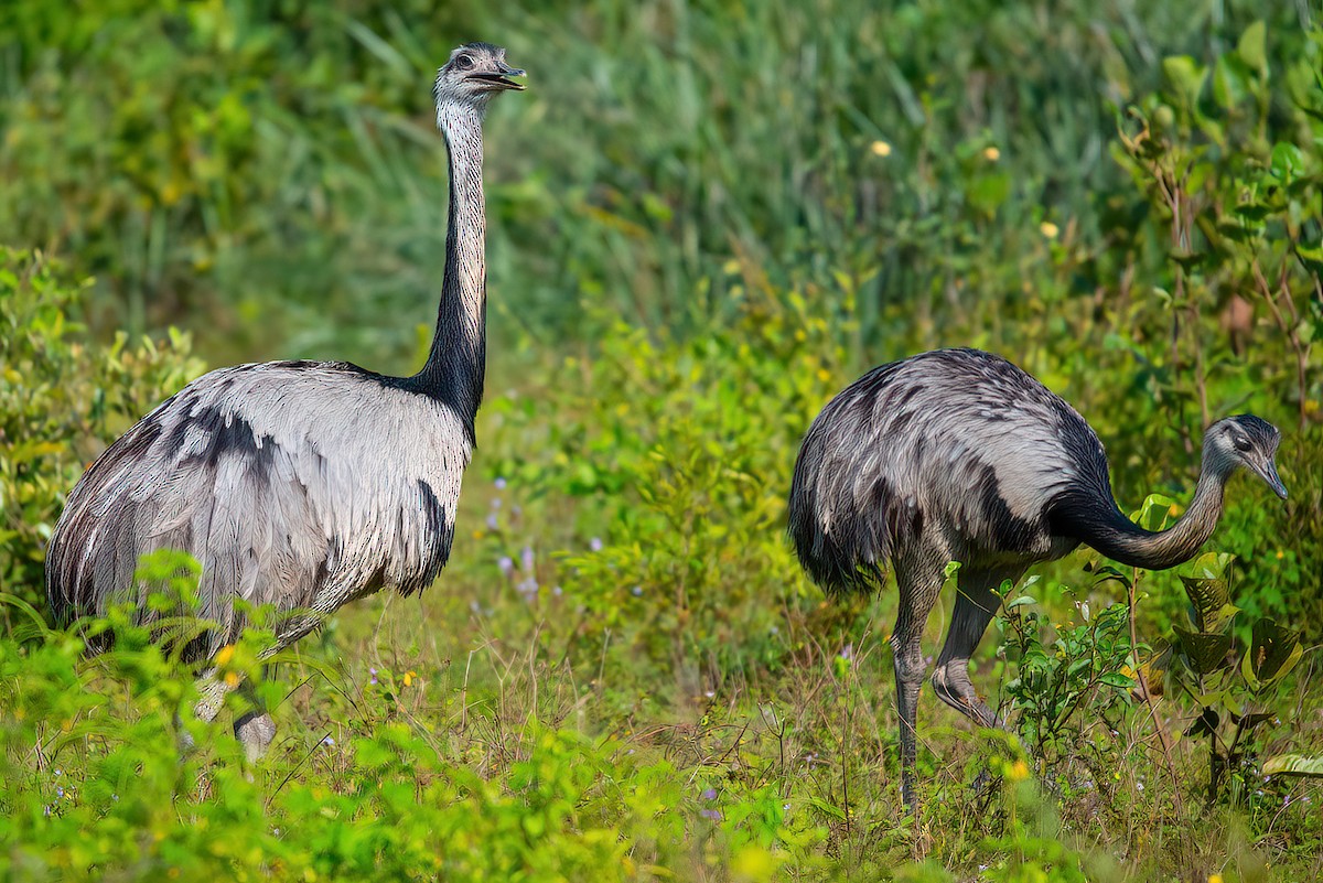 Greater Rhea - ML612036641