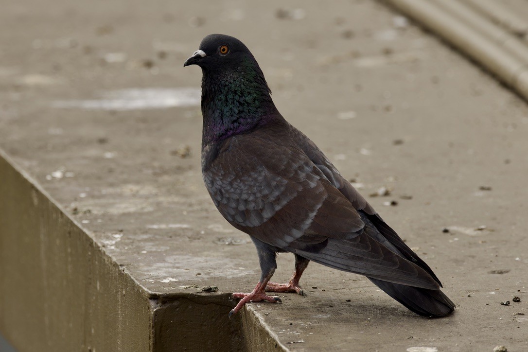 Rock Pigeon (Feral Pigeon) - Ted Burkett