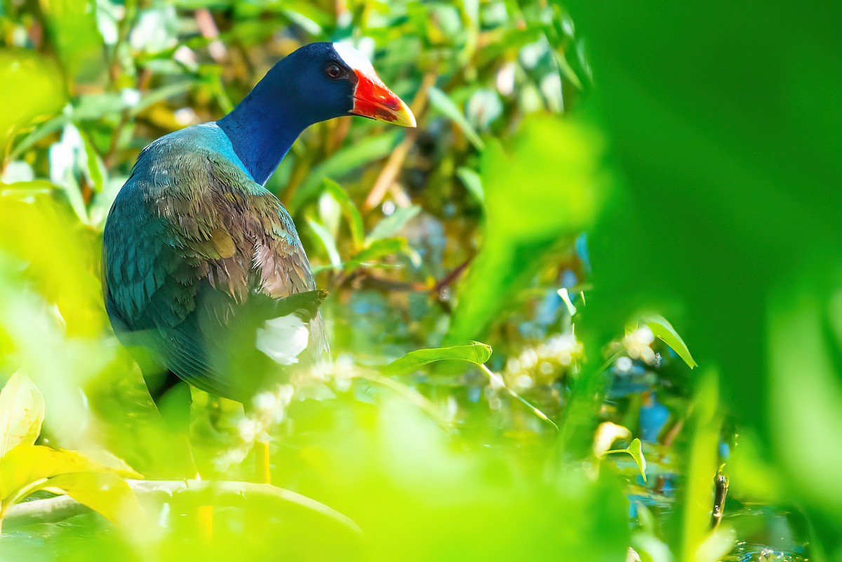 Purple Gallinule - ML612036687