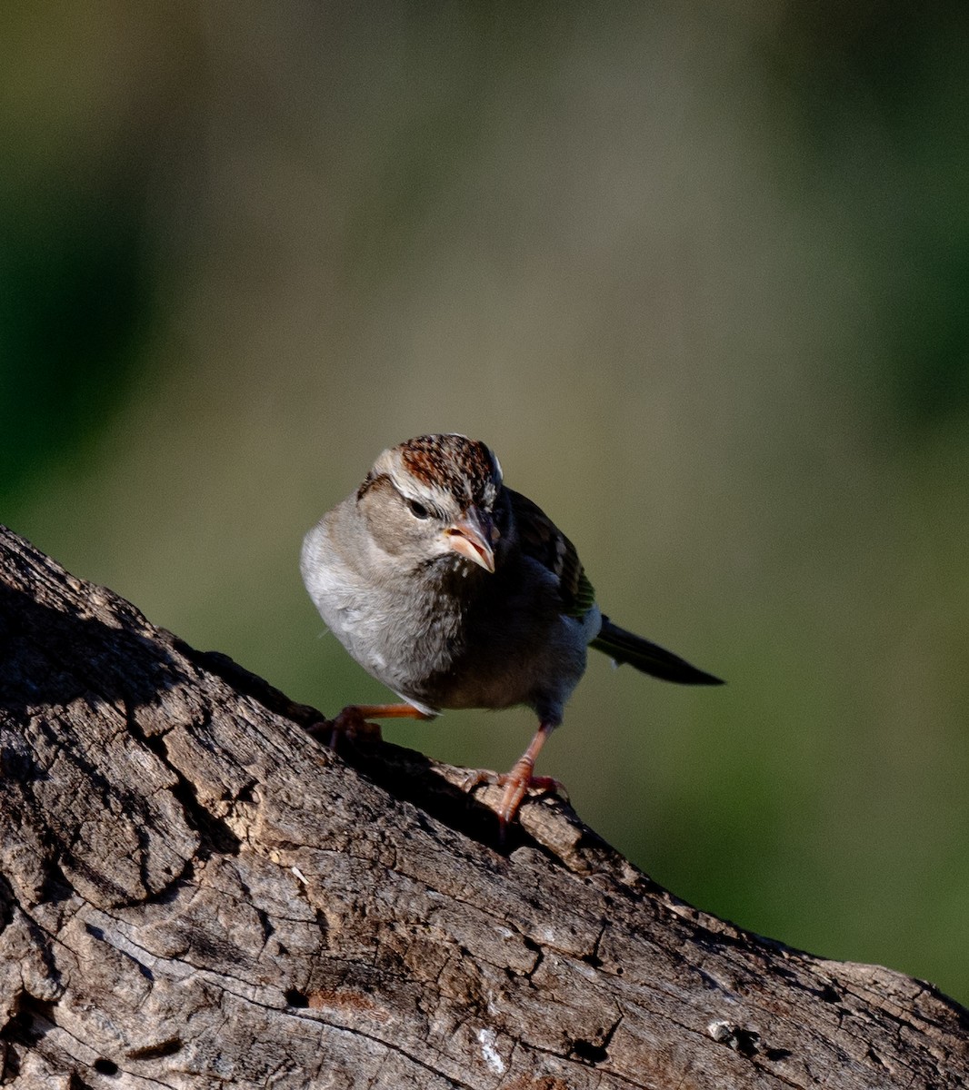 Chipping Sparrow - ML612036811
