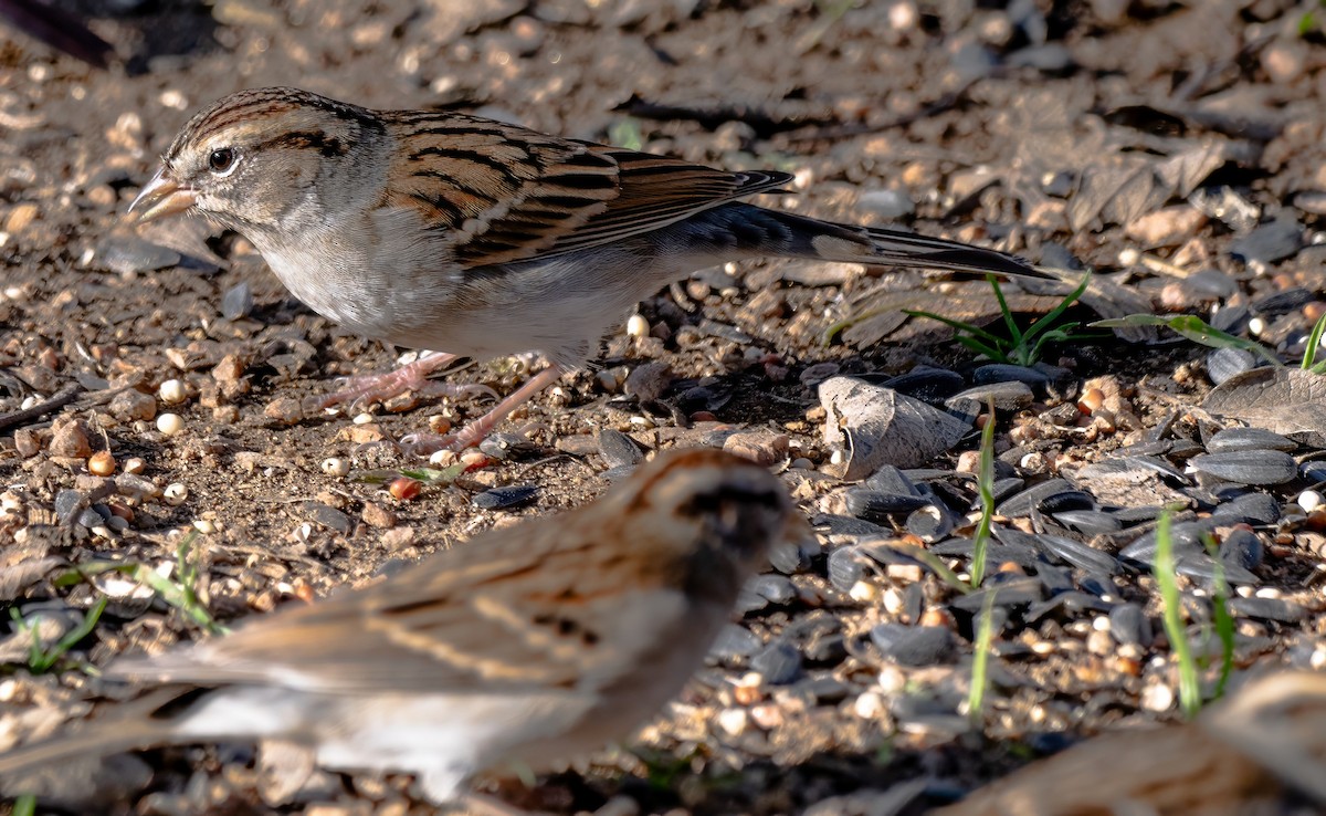 Chipping Sparrow - ML612036812
